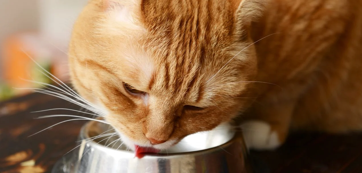 Titelseite -Trixie Verkäufe Katze Futter 179469746 1270x608 1