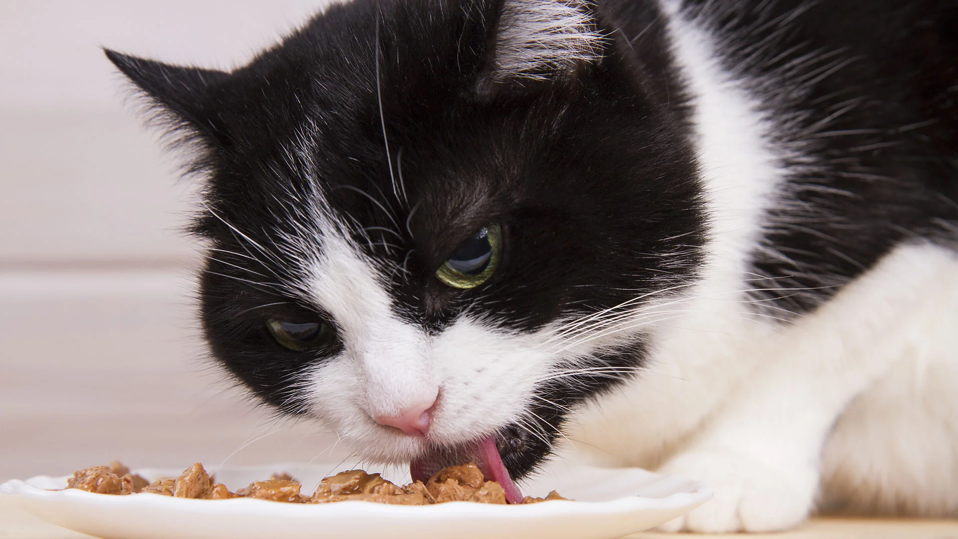 Titelseite -Trixie Verkäufe katze fuettern titlelbild